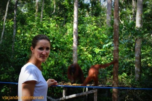 Orangutanes en Tanjung Puting