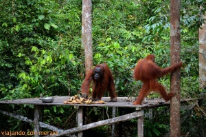 Orangutanes en Tanjung Puting